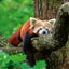 Broschürenkalender Pandas 2026, 30 x 30 cm