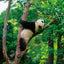 Broschürenkalender Pandas 2026, 30 x 30 cm