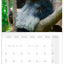 Broschürenkalender Pandas 2026, 30 x 30 cm