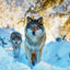 Broschürenkalender Wilde Tiere 2026, 30 x 30 cm