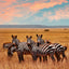 Broschürenkalender Wilde Tiere 2026, 30 x 30 cm