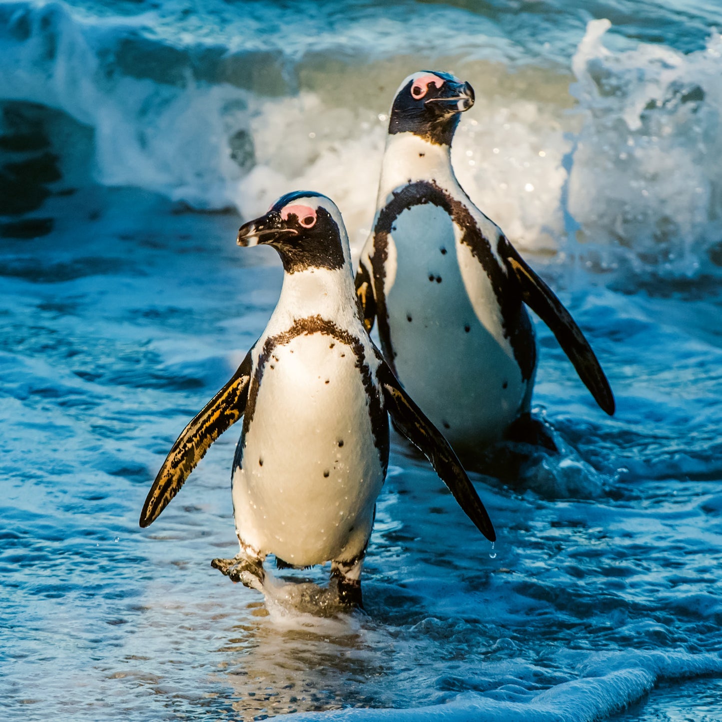 Broschürenkalender Gefährdete Arten 2026, 30 x 30 cm