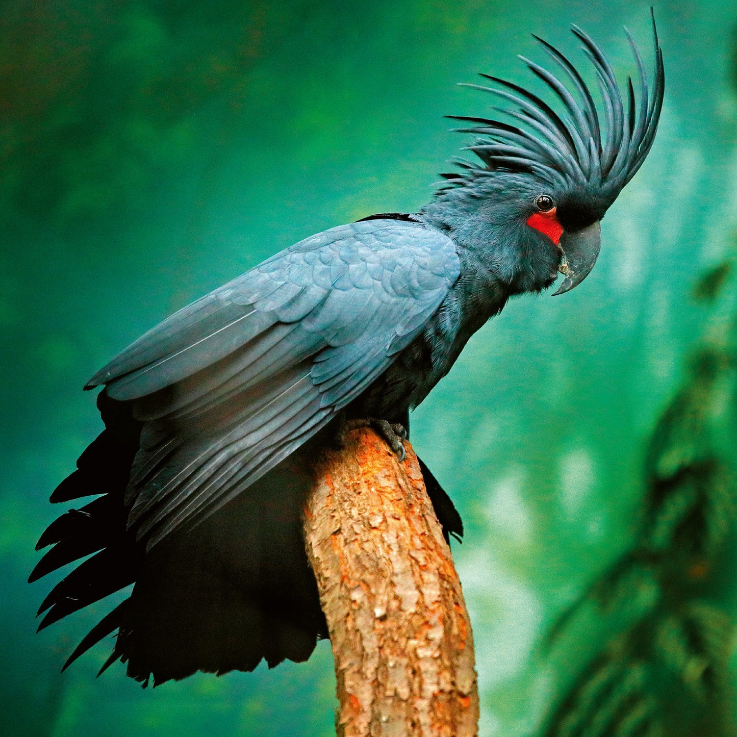 Broschürenkalender Gefährdete Arten 2026, 30 x 30 cm