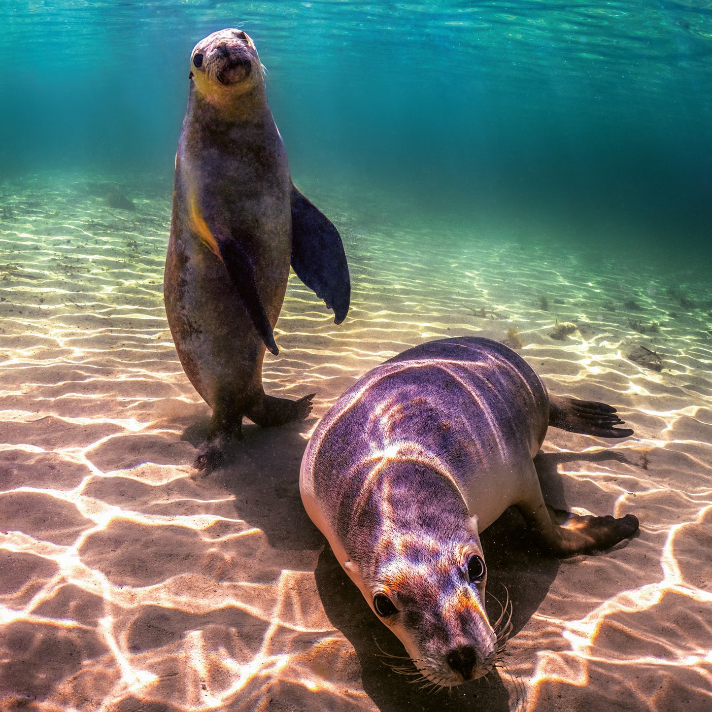 Broschürenkalender Gefährdete Arten 2026, 30 x 30 cm