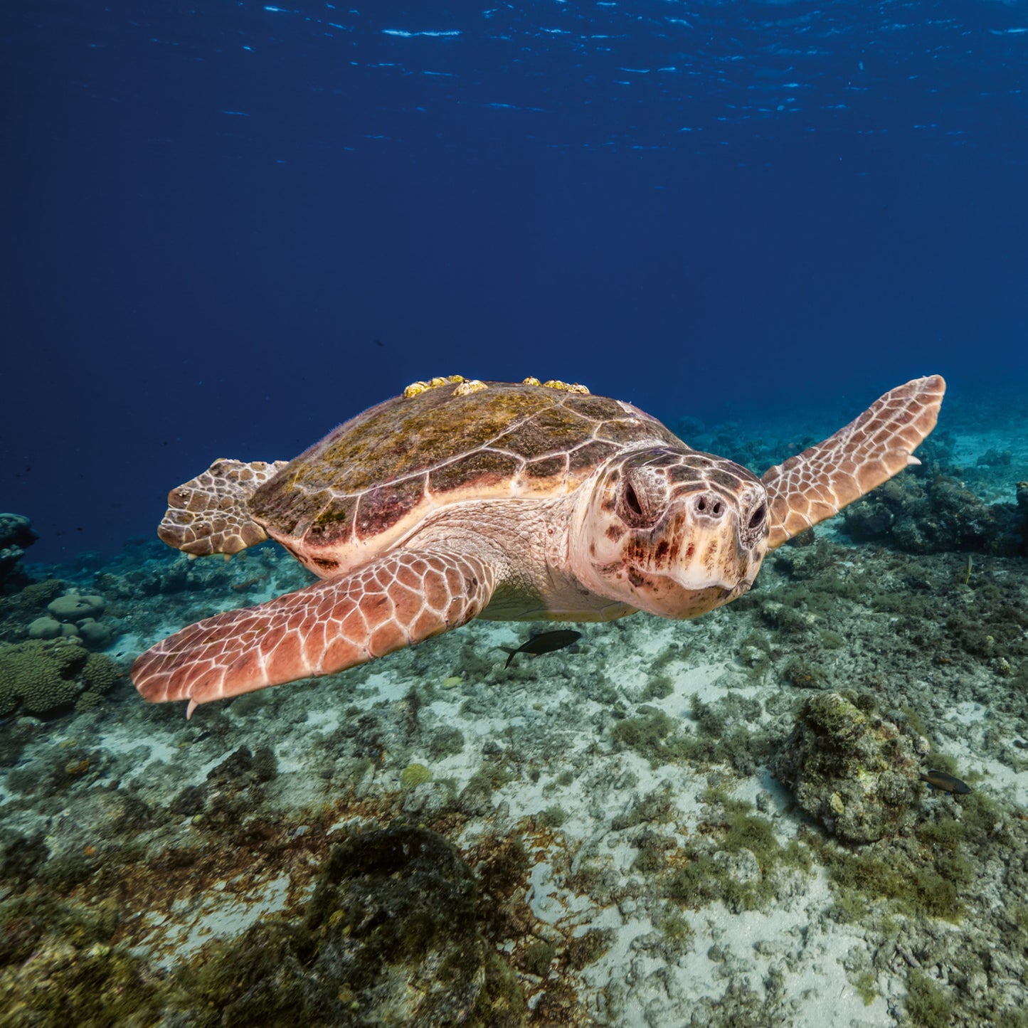 Broschürenkalender Gefährdete Arten 2026, 30 x 30 cm