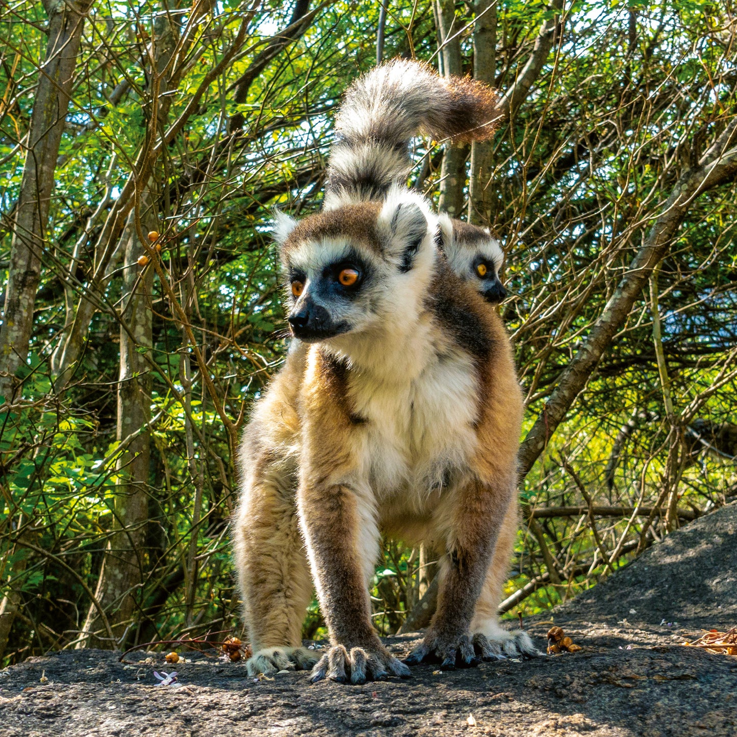 Broschürenkalender Gefährdete Arten 2026, 30 x 30 cm