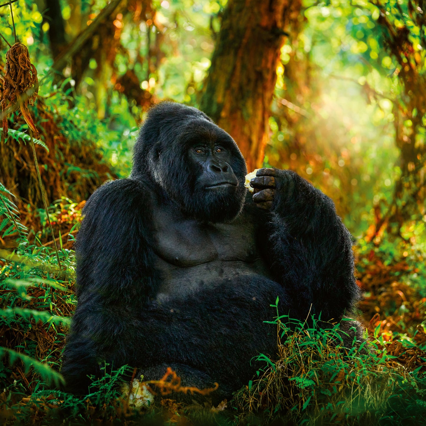 Broschürenkalender Gefährdete Arten 2026, 30 x 30 cm