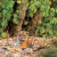 Broschürenkalender Wild Animals 2027, 30 x 30 cm