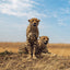 Broschürenkalender Wild Animals 2027, 30 x 30 cm