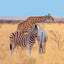Broschürenkalender Wild Animals 2027, 30 x 30 cm