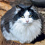 Broschürenkalender Cats 2027, 30 x 30 cm