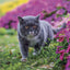 Broschürenkalender Cats 2027, 30 x 30 cm