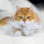 Broschürenkalender Cats 2027, 30 x 30 cm