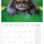 Broschürenkalender Cats 2027, 30 x 30 cm