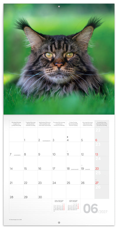 Broschürenkalender Cats 2027, 30 x 30 cm