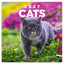 Broschürenkalender Cats 2027, 30 x 30 cm