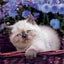 Broschürenkalender Kittens 2027, 30 x 30 cm