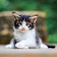 Broschürenkalender Kittens 2027, 30 x 30 cm