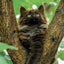 Broschürenkalender Kittens 2027, 30 x 30 cm