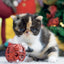 Broschürenkalender Kittens 2027, 30 x 30 cm