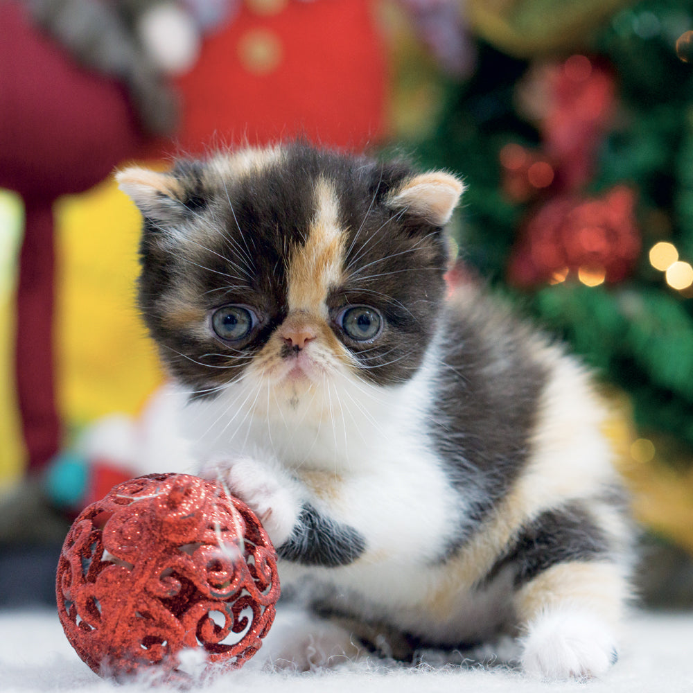 Broschürenkalender Kittens 2027, 30 x 30 cm