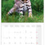 Broschürenkalender Kittens 2027, 30 x 30 cm