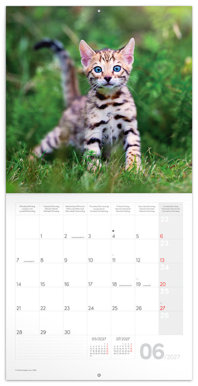 Broschürenkalender Kittens 2027, 30 x 30 cm