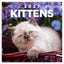 Broschürenkalender Kittens 2027, 30 x 30 cm