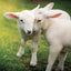Broschürenkalender Animal Cuties 2027, 30 x 30 cm