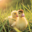 Broschürenkalender Animal Cuties 2027, 30 x 30 cm
