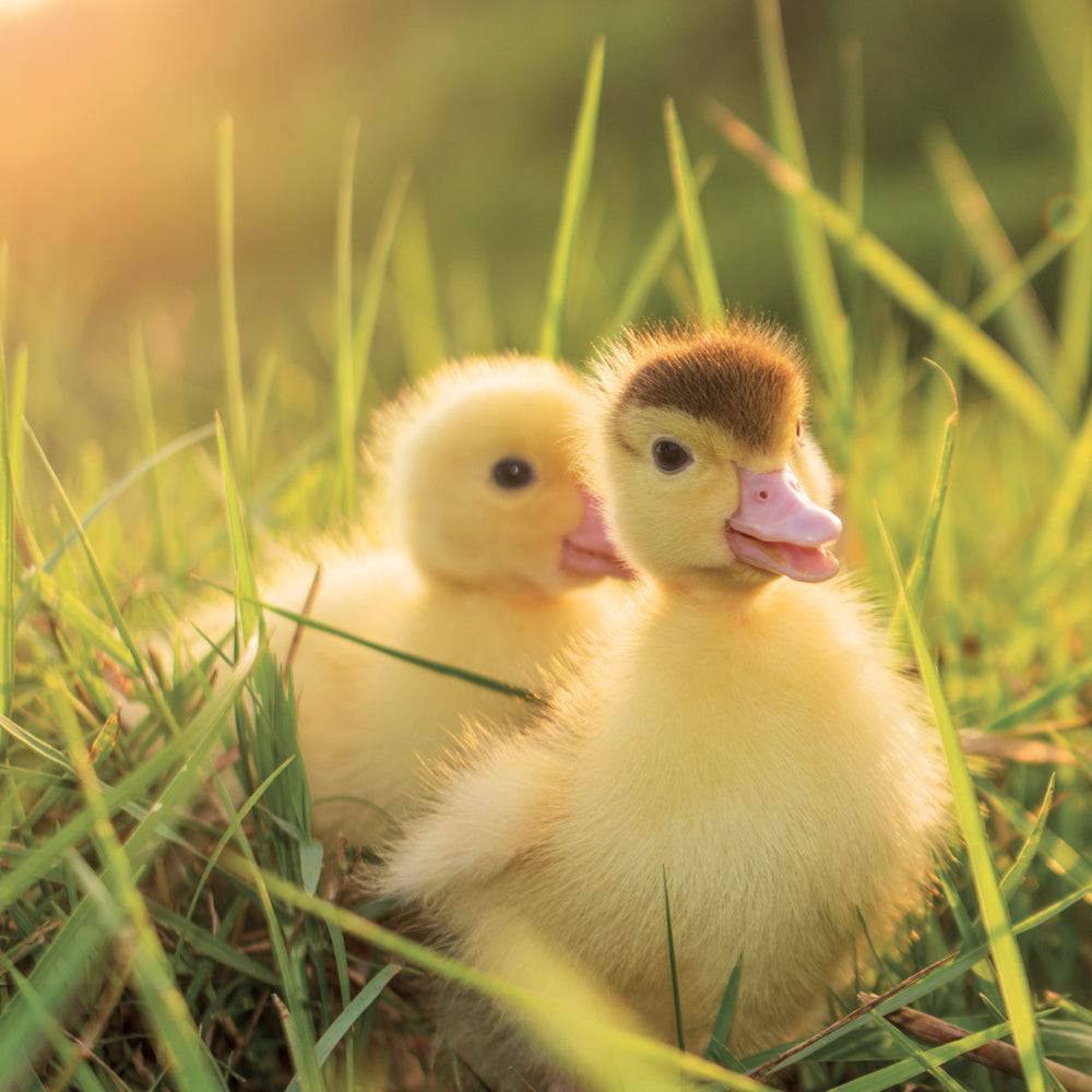 Broschürenkalender Animal Cuties 2027, 30 x 30 cm