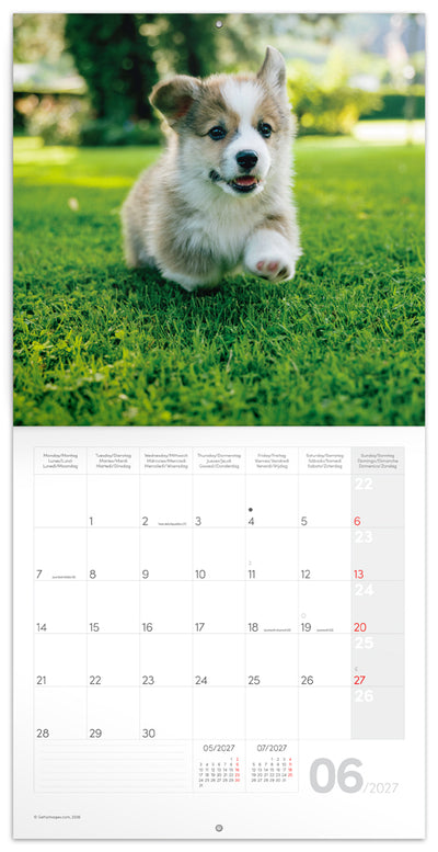 Broschürenkalender Animal Cuties 2027, 30 x 30 cm