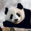 Broschürenkalender Pandas 2027, 30 x 30 cm