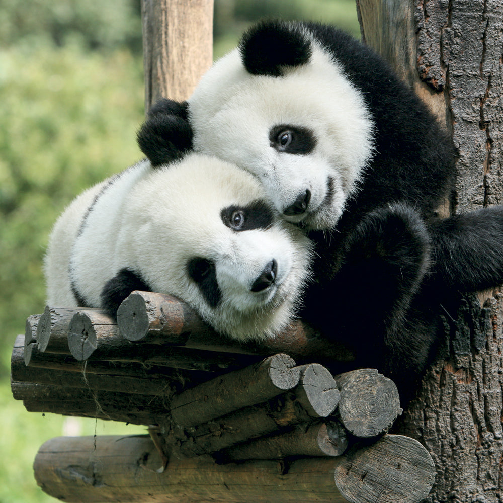Broschürenkalender Pandas 2027, 30 x 30 cm