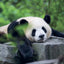 Broschürenkalender Pandas 2027, 30 x 30 cm