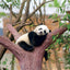 Broschürenkalender Pandas 2027, 30 x 30 cm