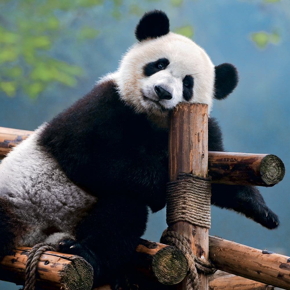 Broschürenkalender Pandas 2027, 30 x 30 cm