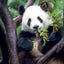 Broschürenkalender Pandas 2027, 30 x 30 cm