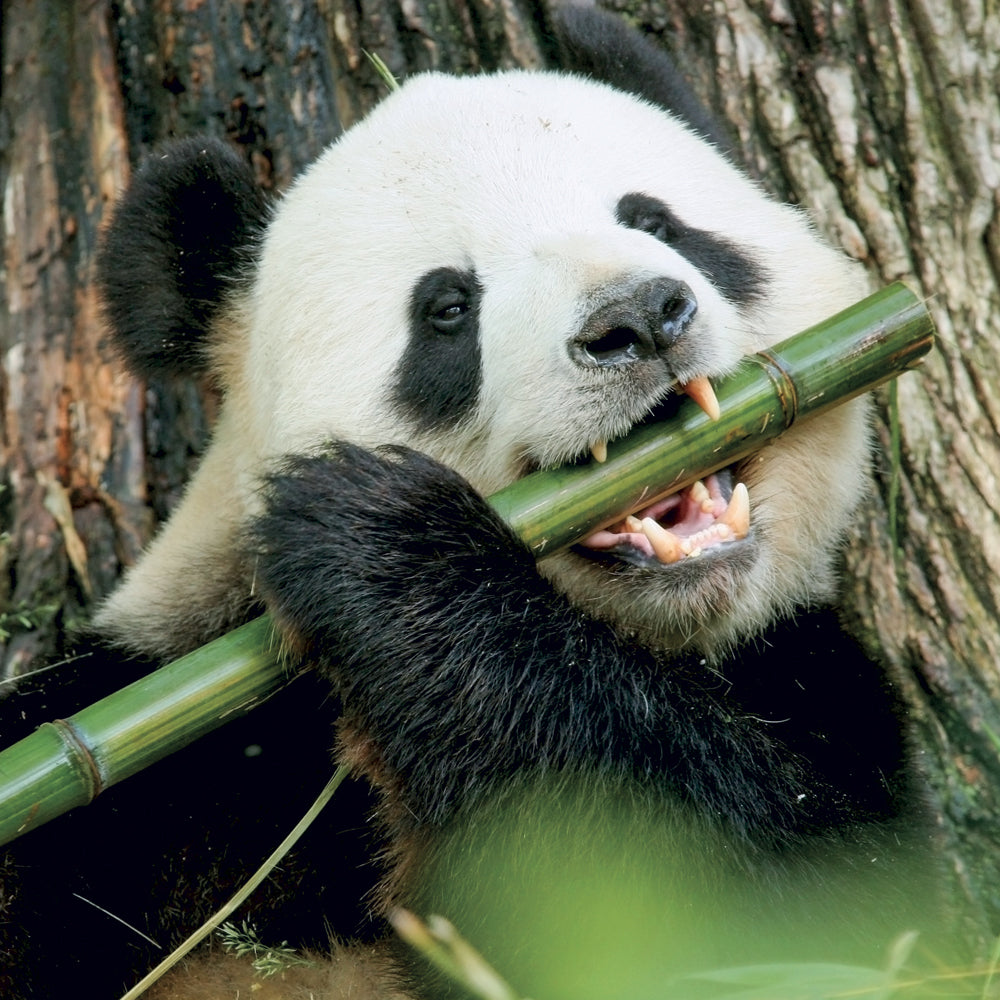 Broschürenkalender Pandas 2027, 30 x 30 cm