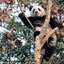 Broschürenkalender Pandas 2027, 30 x 30 cm