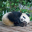 Broschürenkalender Pandas 2027, 30 x 30 cm