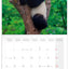 Broschürenkalender Pandas 2027, 30 x 30 cm