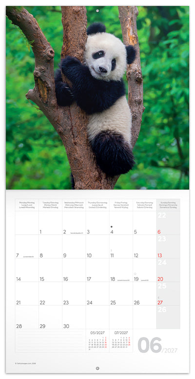 Broschürenkalender Pandas 2027, 30 x 30 cm