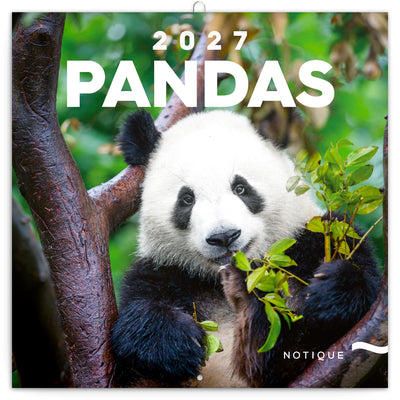 Broschürenkalender Pandas 2027, 30 x 30 cm