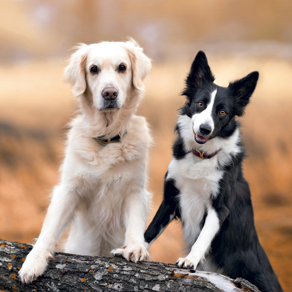 Broschürenkalender Dogs 2027, 30 x 30 cm