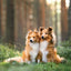 Broschürenkalender Dogs 2027, 30 x 30 cm