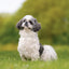 Broschürenkalender Dogs 2027, 30 x 30 cm