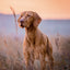 Broschürenkalender Dogs 2027, 30 x 30 cm