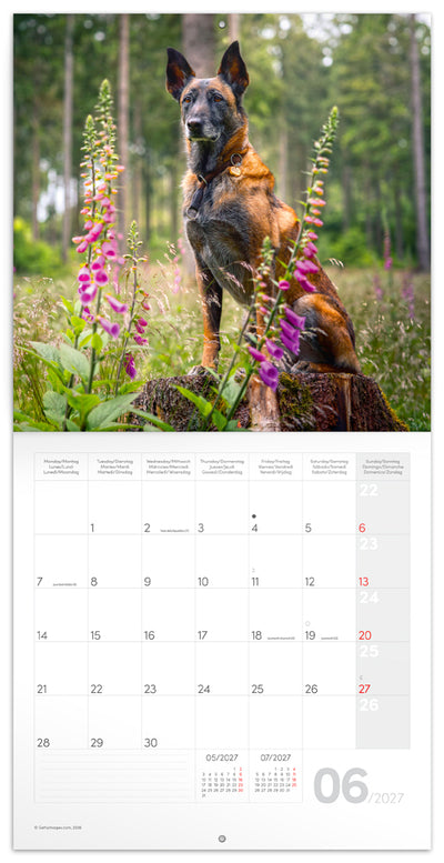 Broschürenkalender Dogs 2027, 30 x 30 cm