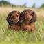 Broschürenkalender Puppies 2027, 30 x 30 cm